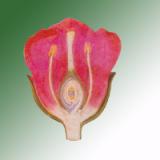 TYPICAL FLOWER L.S.